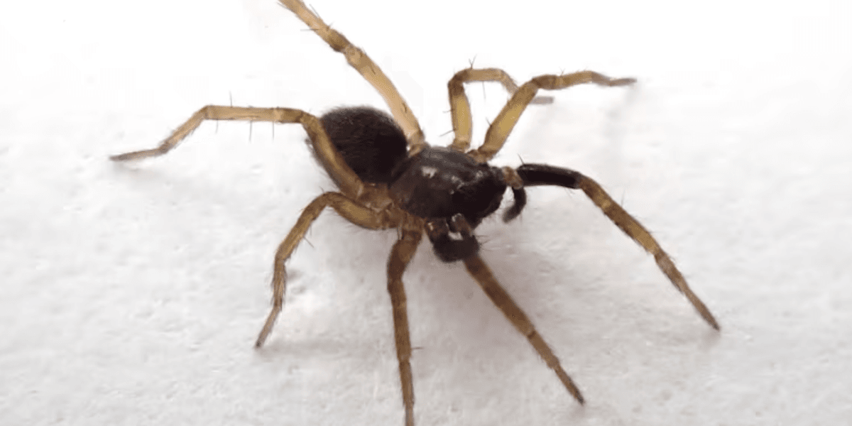 Spider species on brink of extinction rediscovered in Britain for first time in 40 years Spider species on brink of extinction rediscovered in Britain for first time in 40 years