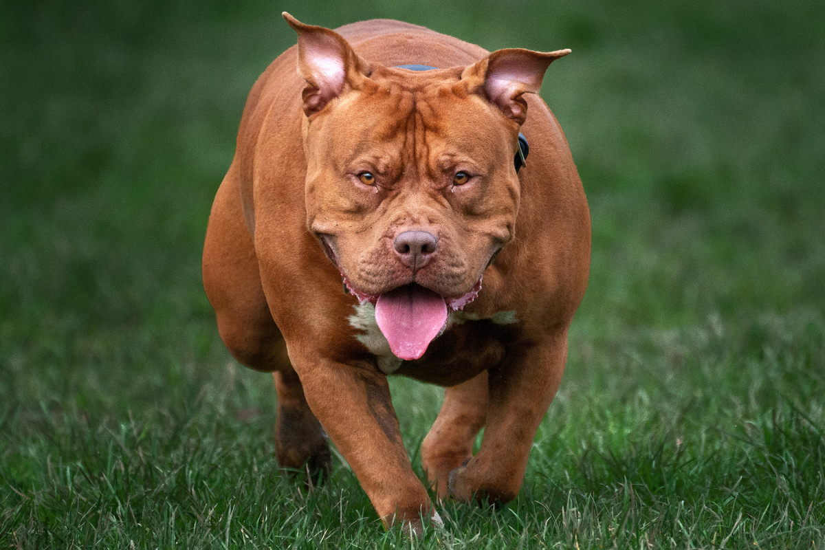 Dog which mauled nine-month-old baby to death was XL bully