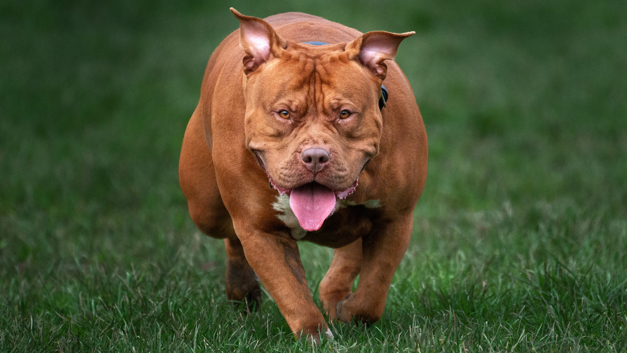 Dog which mauled nine-month-old baby to death was XL bully