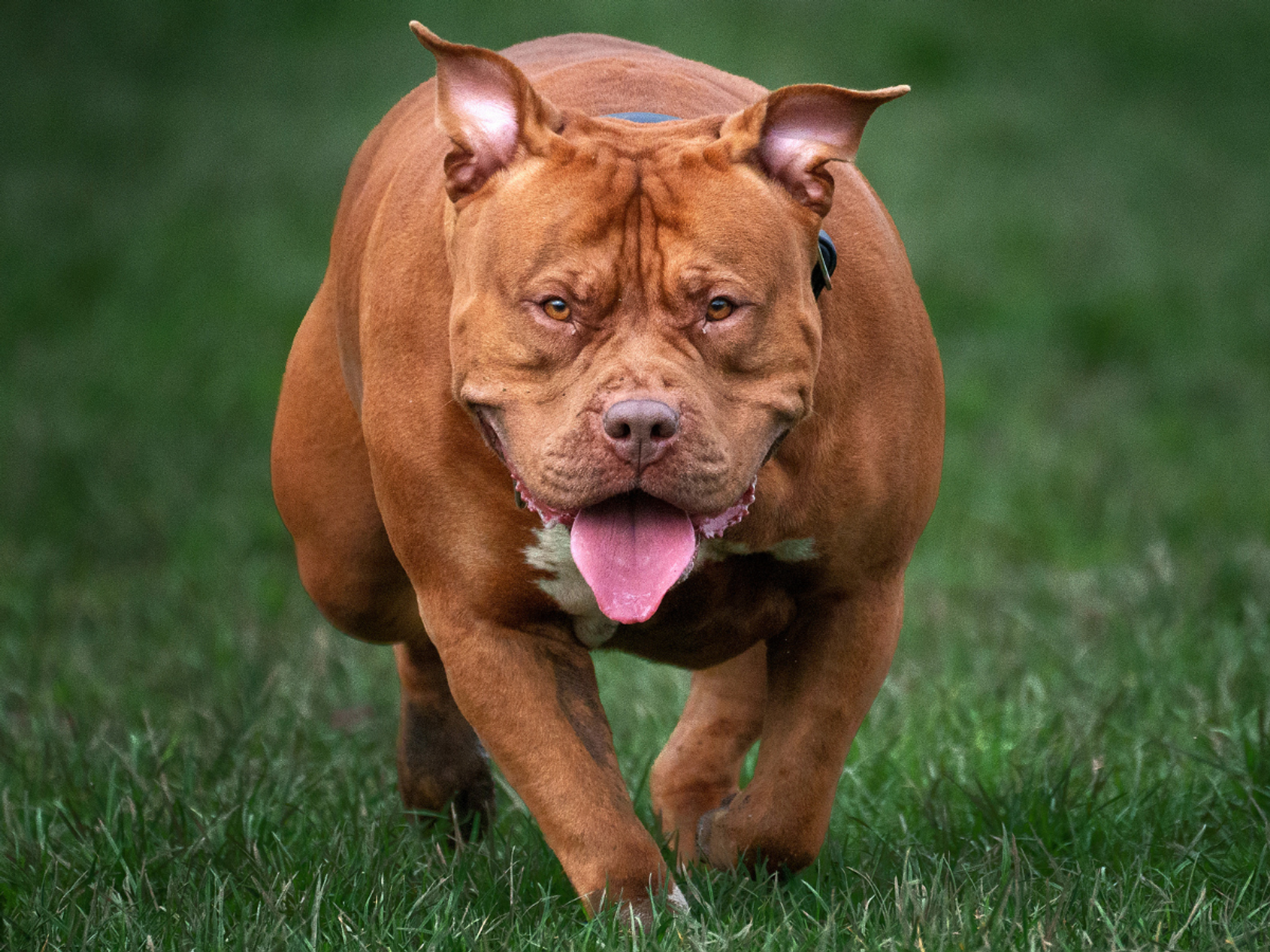 Dog which mauled nine-month-old baby to death was XL bully