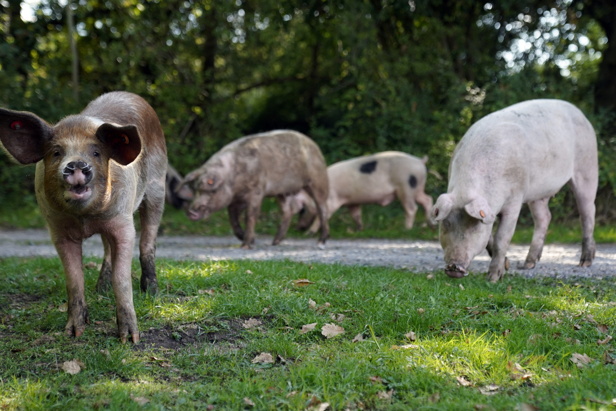 'Piggy tourists' in beloved UK hotspot handed stern warning not to take selfies with hogs
