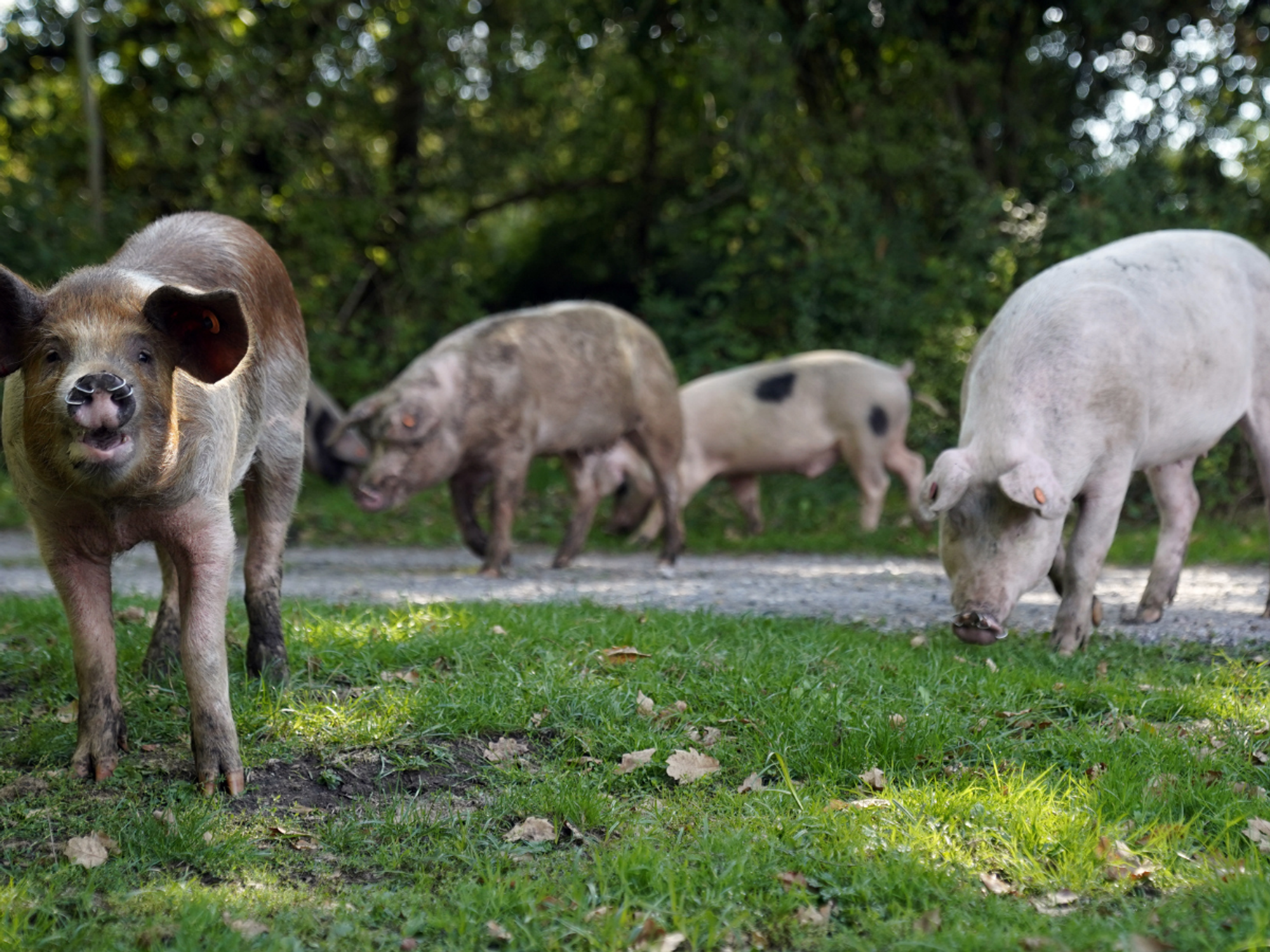 'Piggy tourists' in beloved UK hotspot handed stern warning not to take selfies with hogs