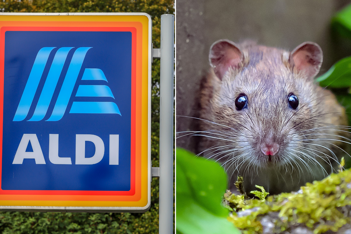 Aldi 'immediately closed' after RAT jumps out in front of horrified shoppers - 'I could see its claws!'