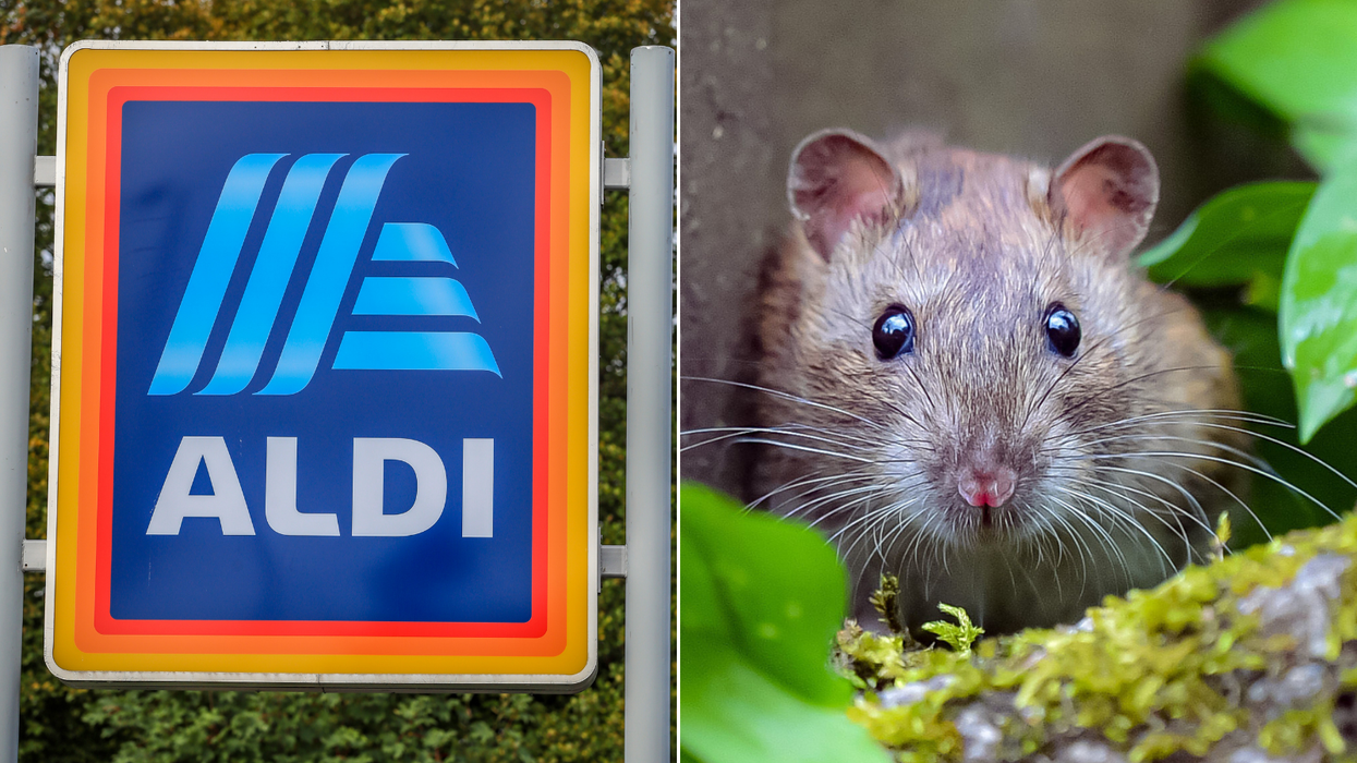 Aldi 'immediately closed' after RAT jumps out in front of horrified shoppers - 'I could see its claws!'