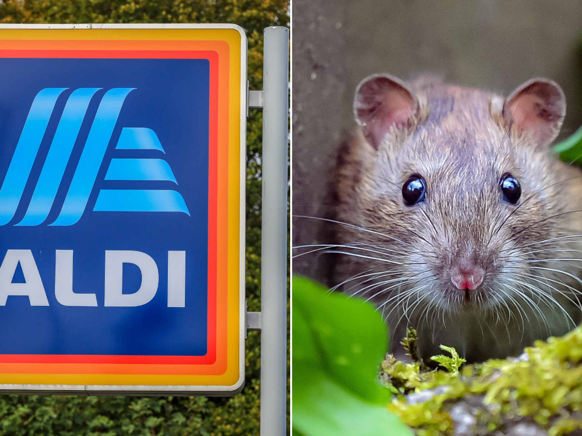 Aldi 'immediately closed' after RAT jumps out in front of horrified shoppers - 'I could see its claws!'