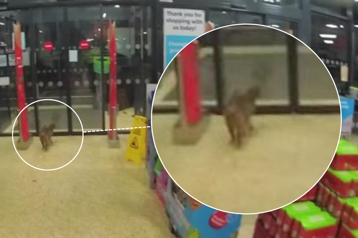 Police descend on Aldi store in dead-of-night emergency call-out... for a cat