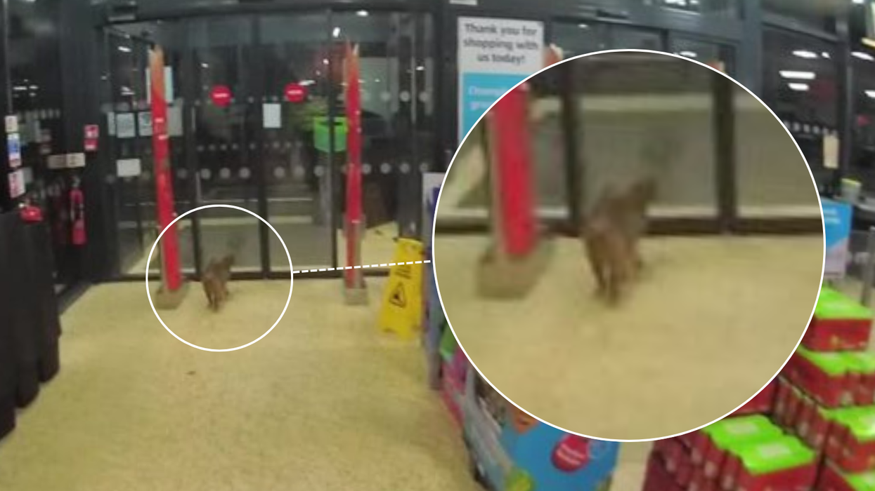Police descend on Aldi store in dead-of-night emergency call-out... for a cat