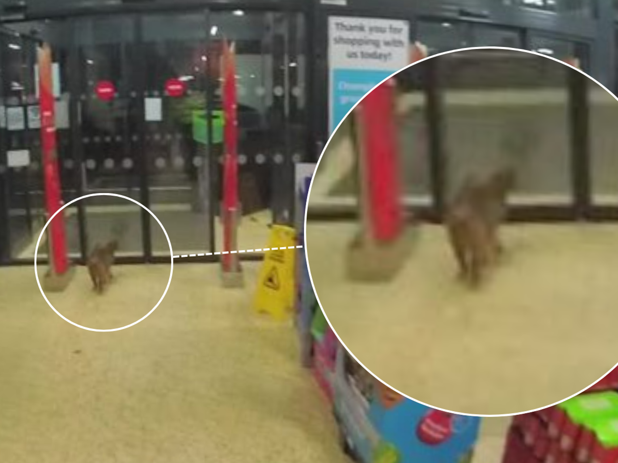 Police descend on Aldi store in dead-of-night emergency call-out... for a cat