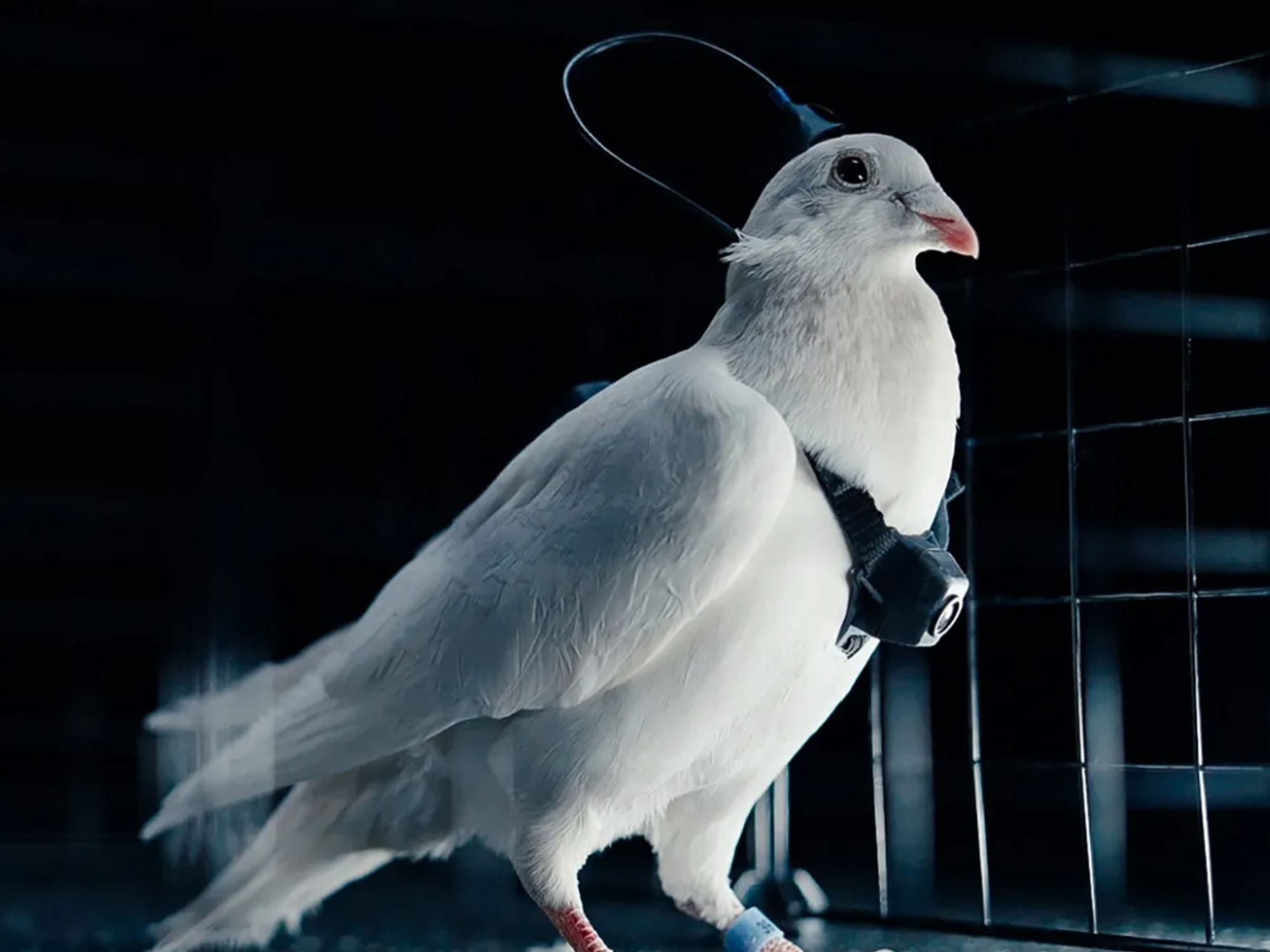 Russian scientists unleash squadron of remote controlled spy pigeons fitted with brain implants a...
