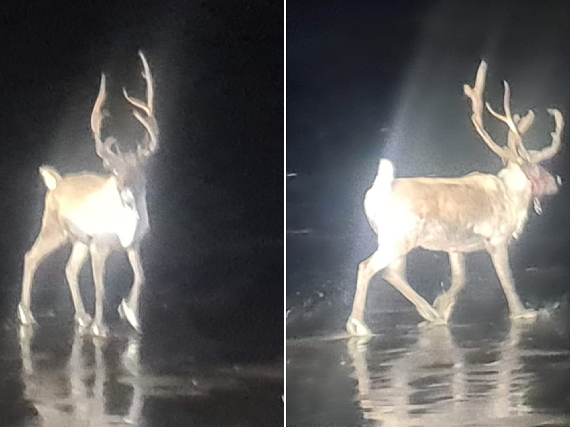 'Christmas saved!' Royal Marines and armed police join forces to track down runaway reindeer