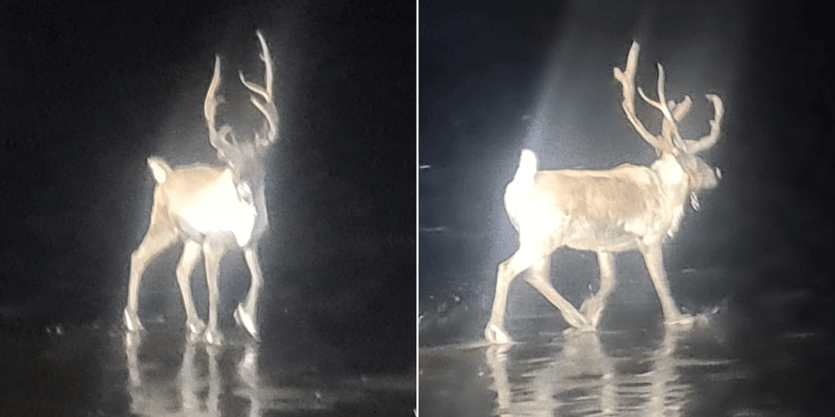 ‘Christmas saved!’ Royal Marines and armed police join forces to track down runaway reindeer ‘Christmas saved!’ Royal Marines and armed police join forces to track down runaway reindeer