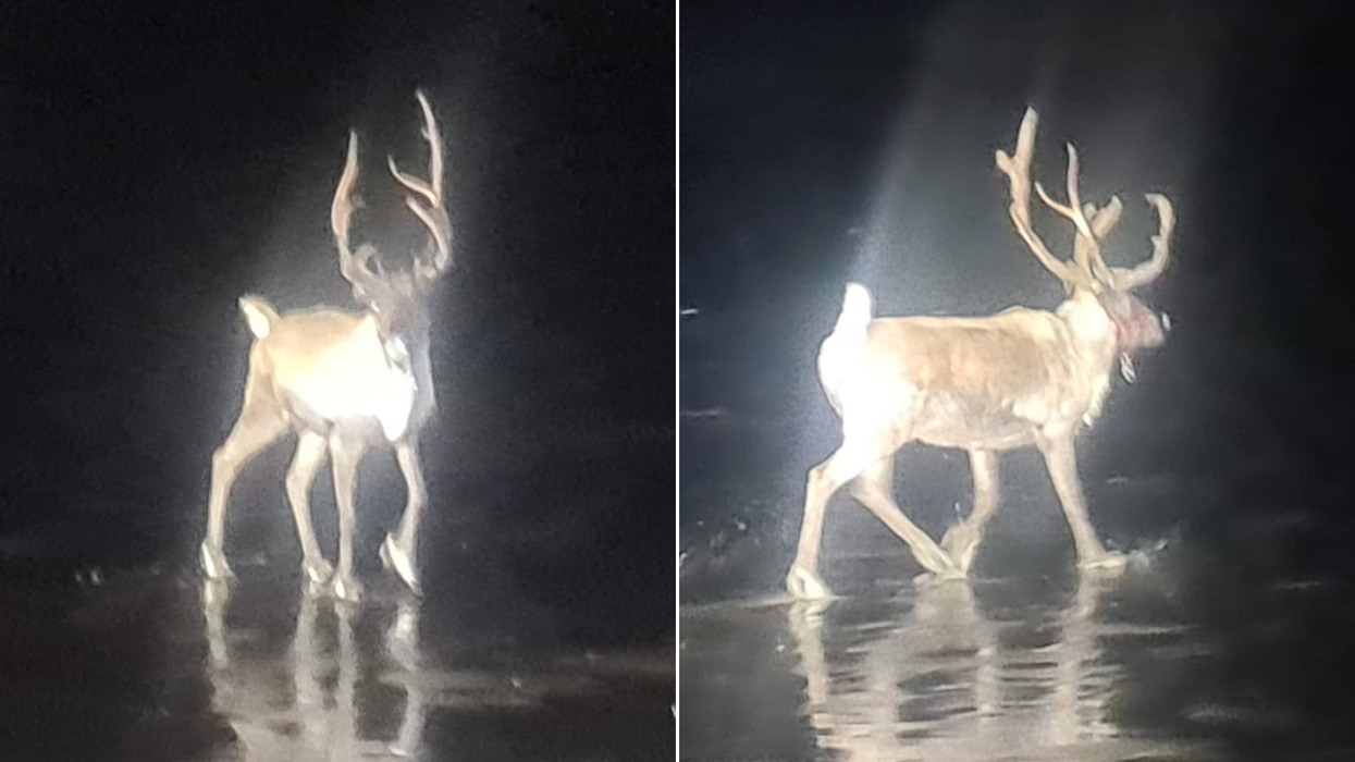 'Christmas saved!' Royal Marines and armed police join forces to track down runaway reindeer