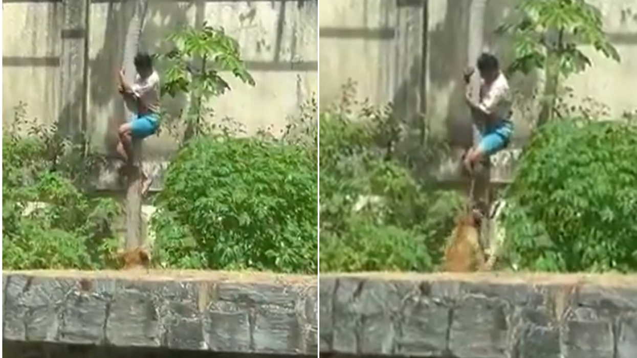 Teenager mauled to death by lion at zoo after climbing into enclosure in front of shocked onlookers