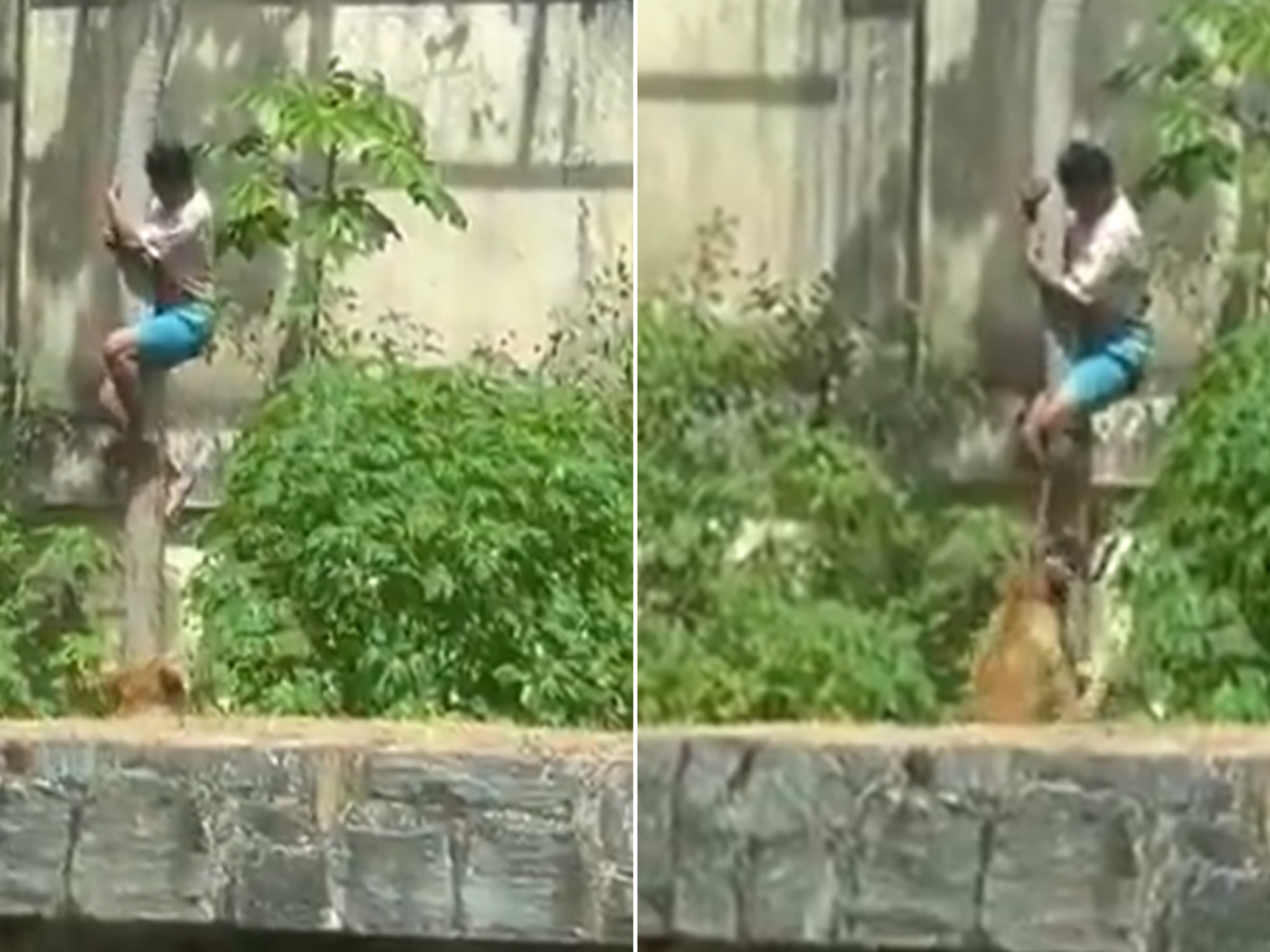 Teenager mauled to death by lion at zoo after climbing into enclosure in front of shocked onlookers