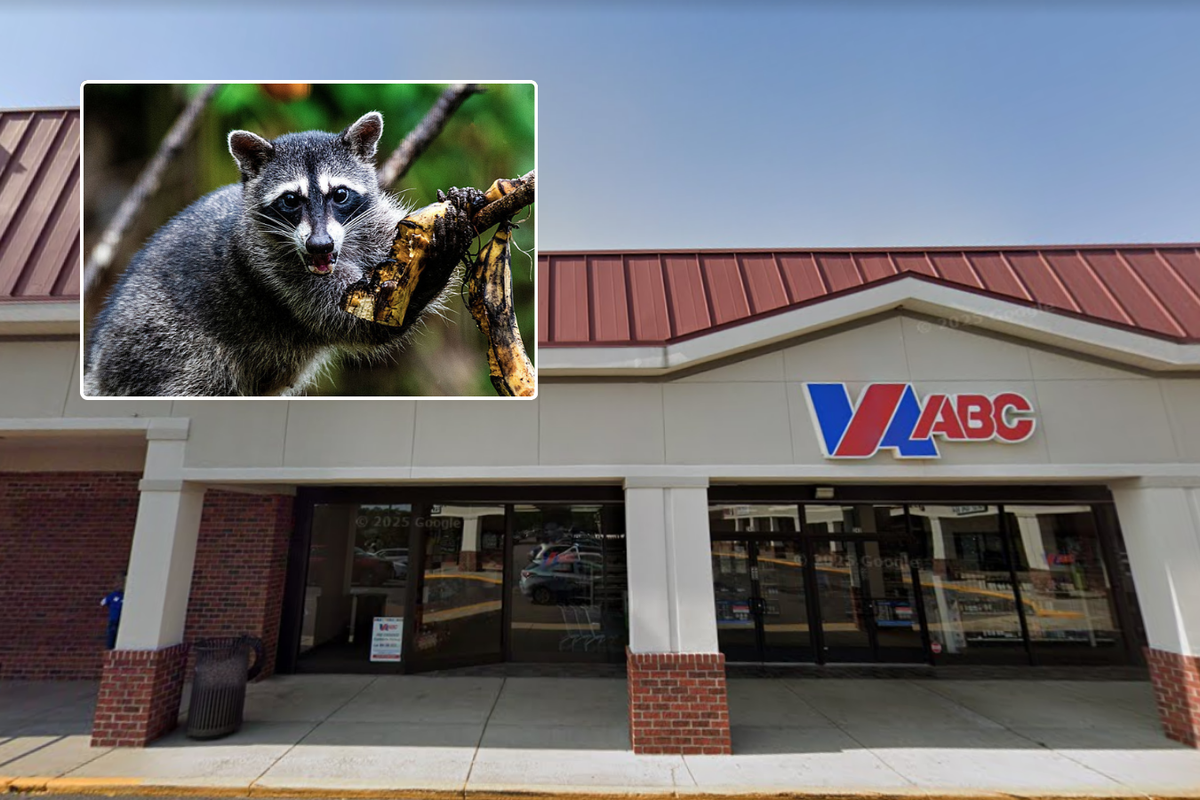Drunk raccoon discovered passed out in liquor store after raiding shelves of Scotch whisky overnight