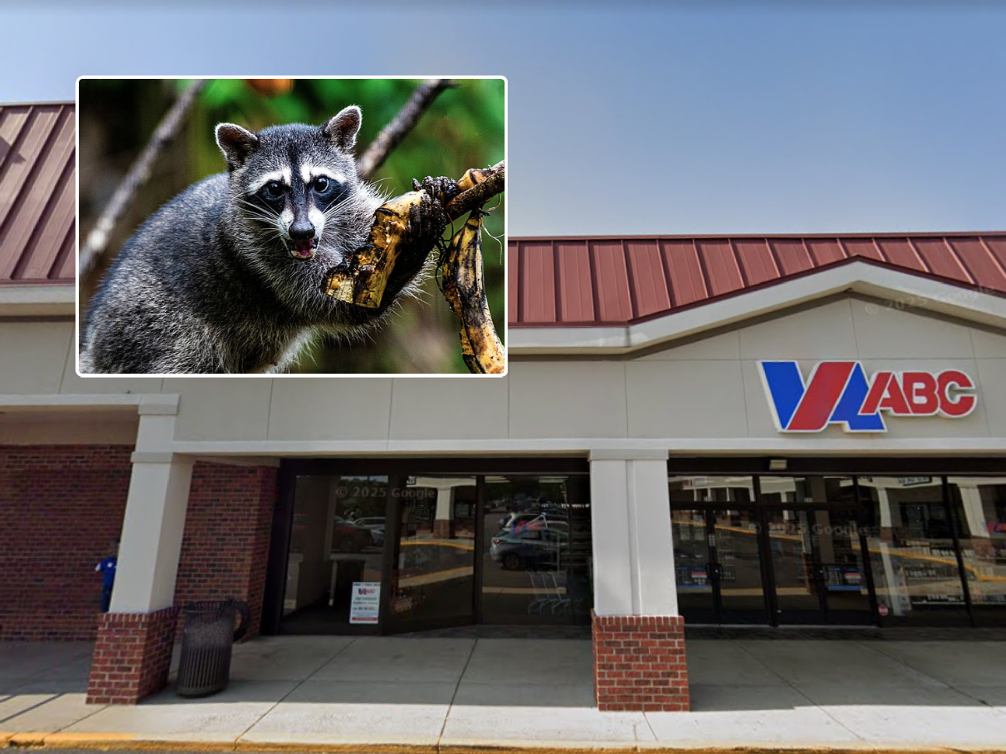 Drunk raccoon discovered passed out in liquor store after raiding shelves of Scotch whisky overnight