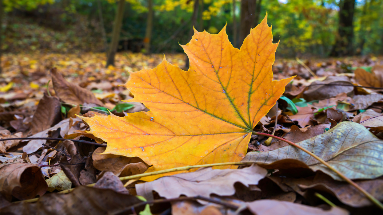 Pensioner slapped with £250 littering fine for 'spitting out leaf that blew into his mouth'
