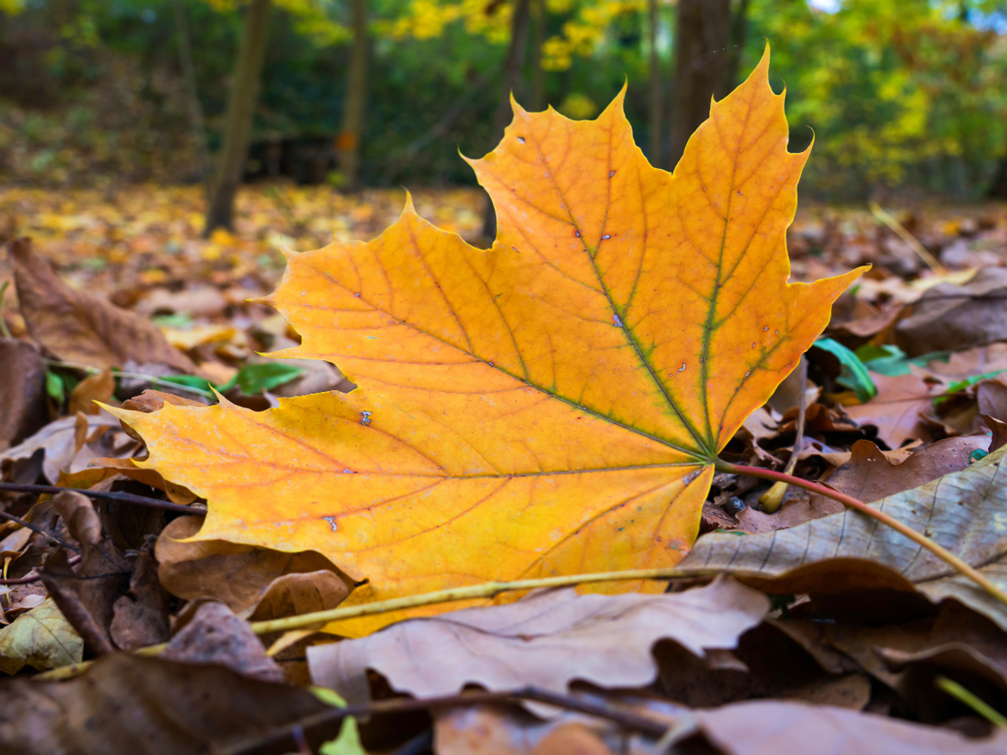 Pensioner slapped with £250 littering fine for 'spitting out leaf that blew into his mouth'