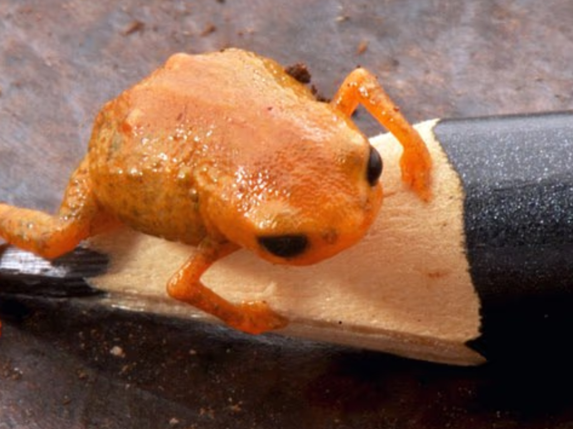 Scientists discover new tiny 'pumpkin toad' hidden in depths of Brazilian tropical jungle