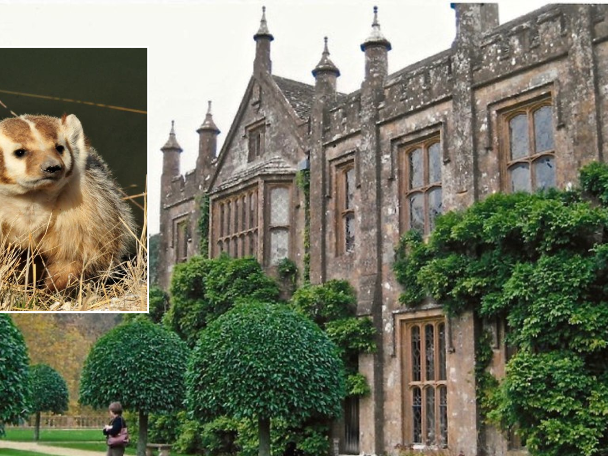 Plans for £25million restoration of 16th-century home scuppered by Albino badger