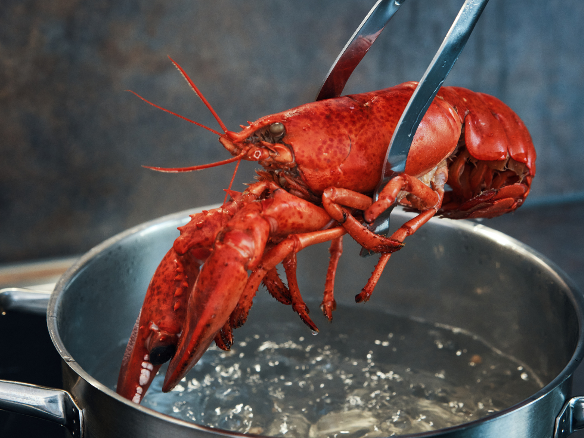 Boiling live lobsters set to be outlawed under Labour’s animal rights crackdown