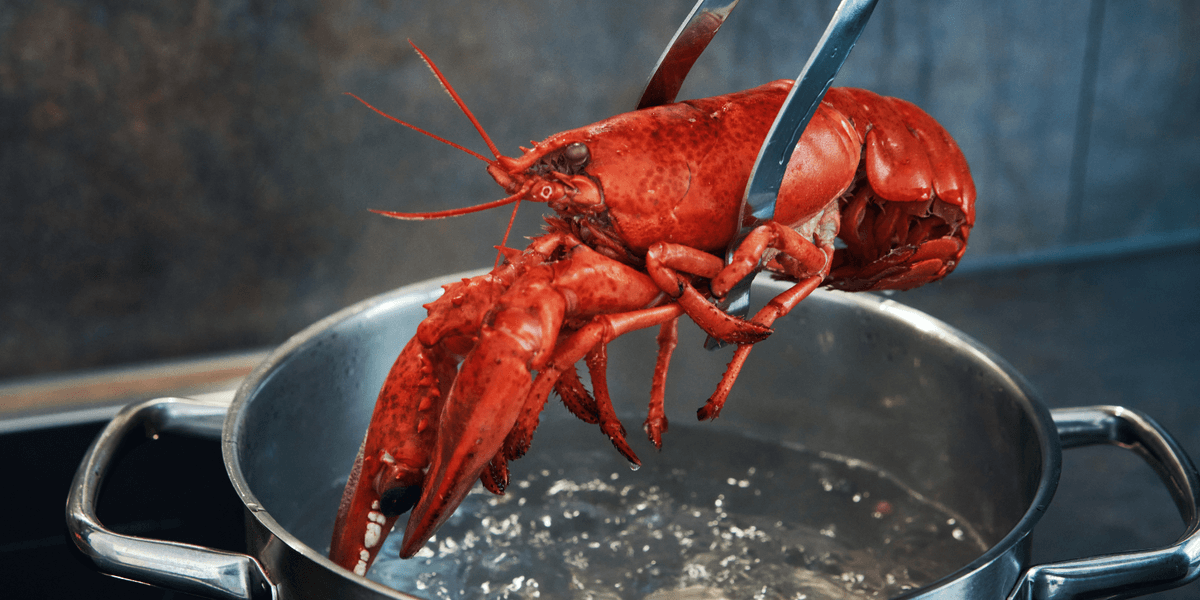 Boiling live lobsters set to be outlawed under Labour’s animal rights crackdown Boiling live lobsters set to be outlawed under Labour’s animal rights crackdown