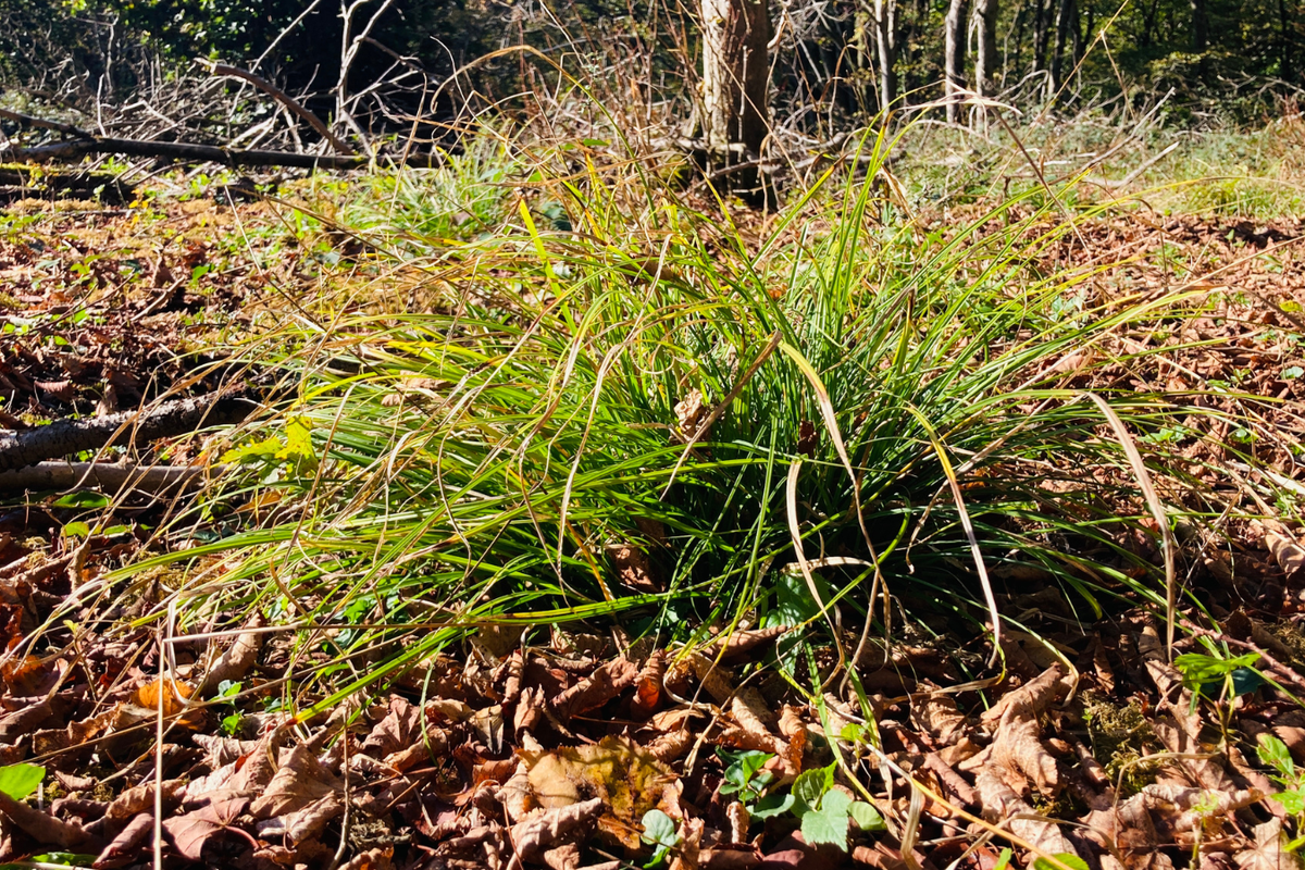 One of Britain's rarest plants rescued after 'rather catastrophically deciding' to grow on public footpath