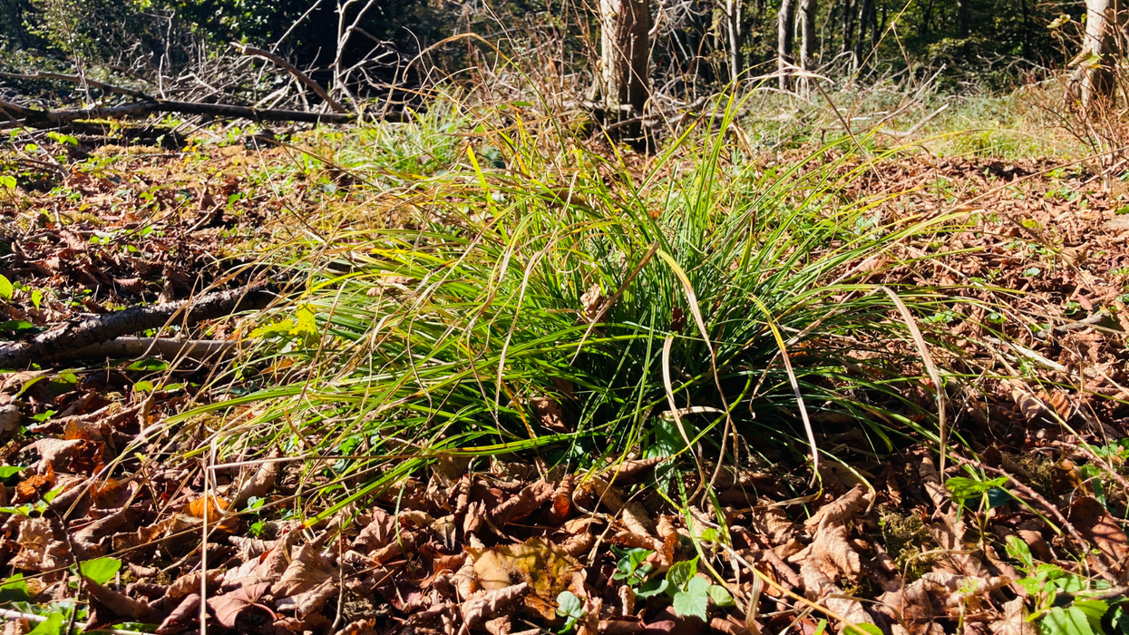 One of Britain's rarest plants rescued after 'rather catastrophically deciding' to grow on public footpath