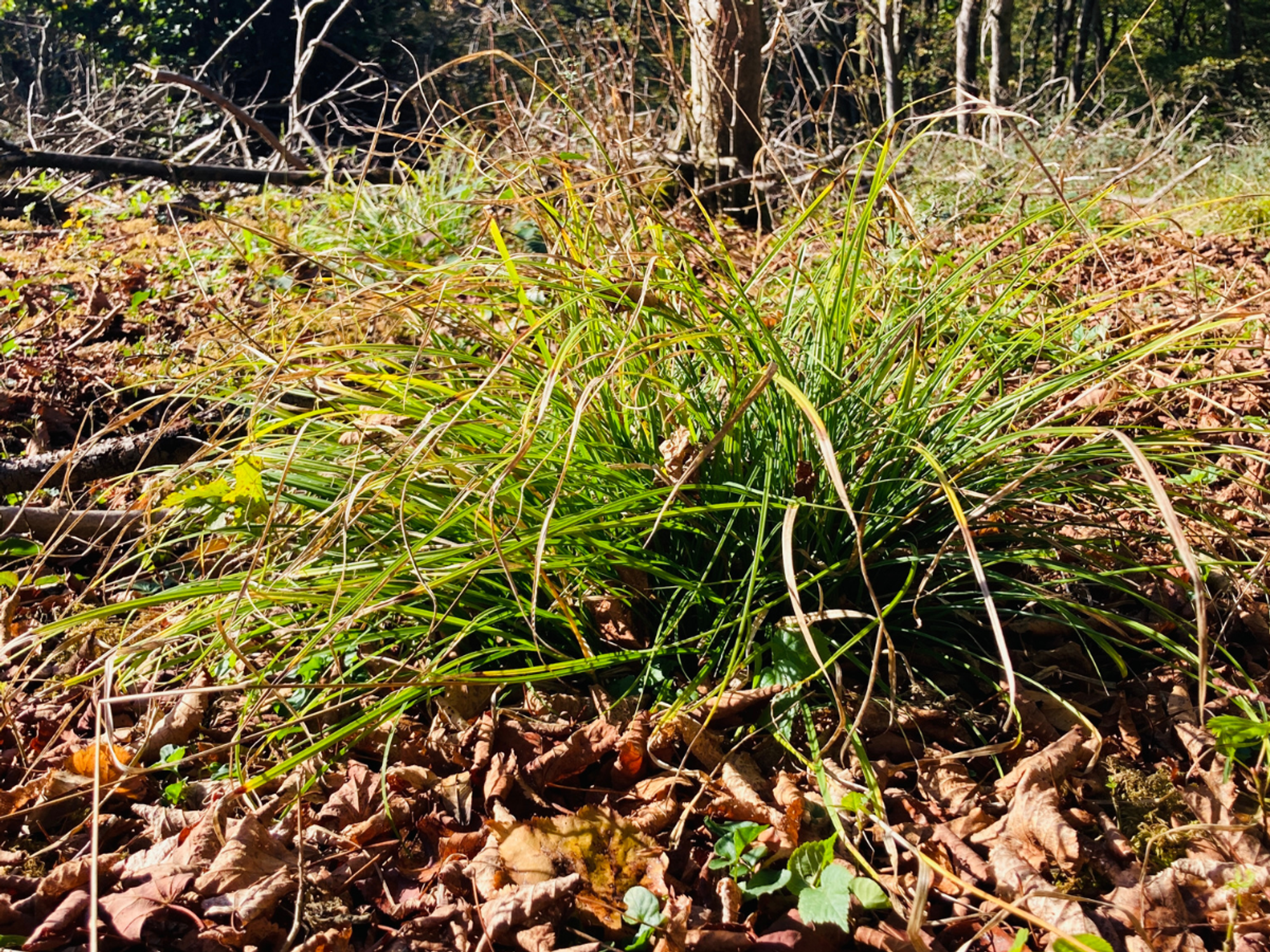 One of Britain's rarest plants rescued after 'rather catastrophically deciding' to grow on public...