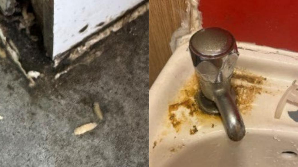 Squirming maggots discovered in 'very dirty' pizza takeaway