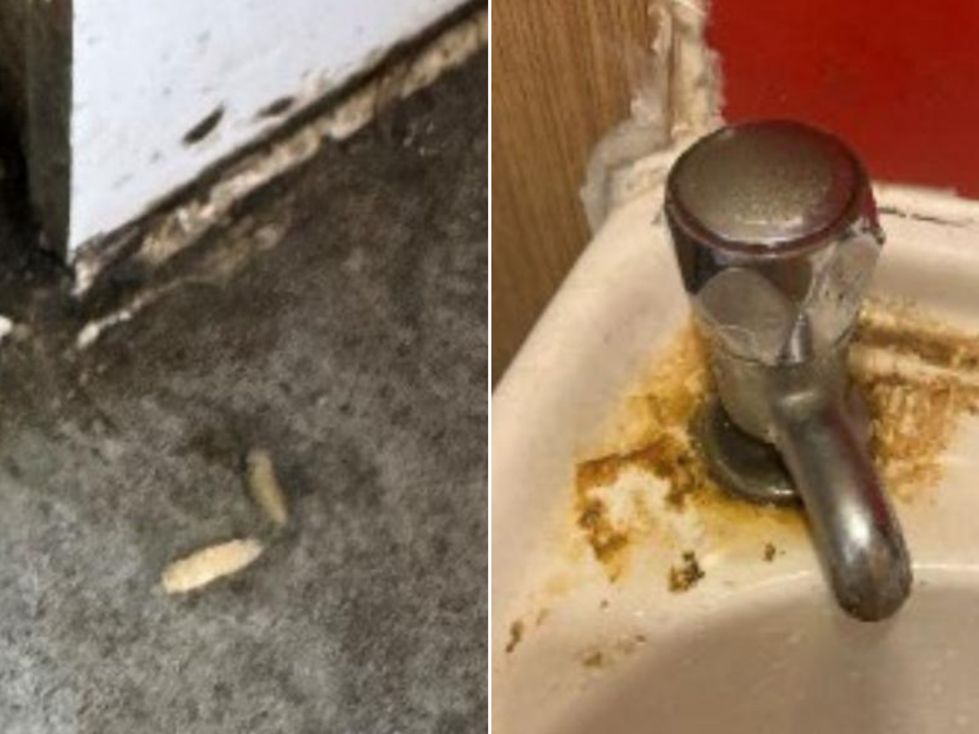 Squirming maggots discovered in 'very dirty' pizza takeaway