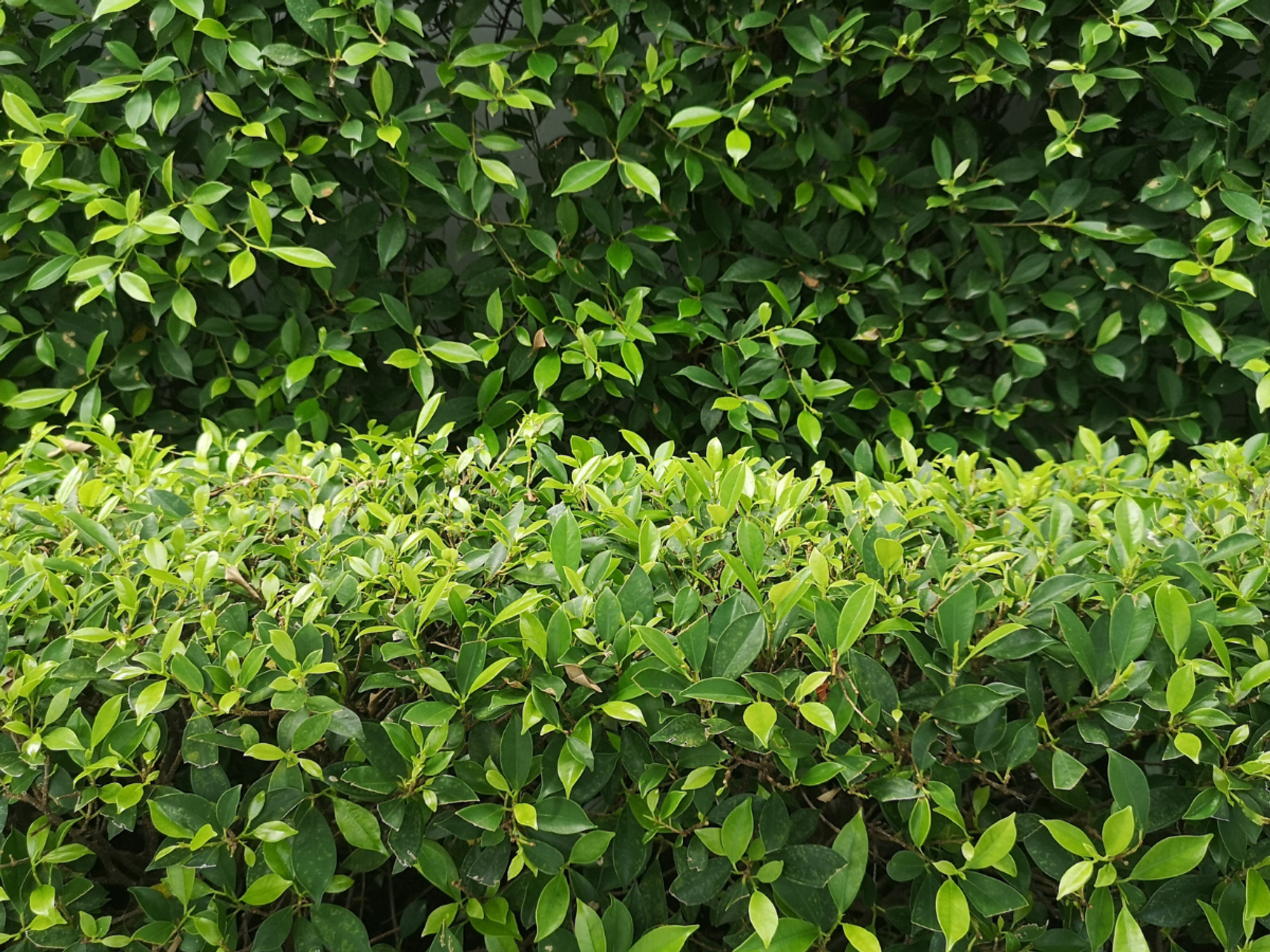 Pensioner forced to cut back 'obstructive' hedge after heated row with 'nosy neighbour'
