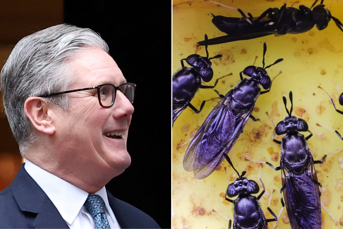 Millions of pounds of British taxpayer cash splurged to fund African insect farm