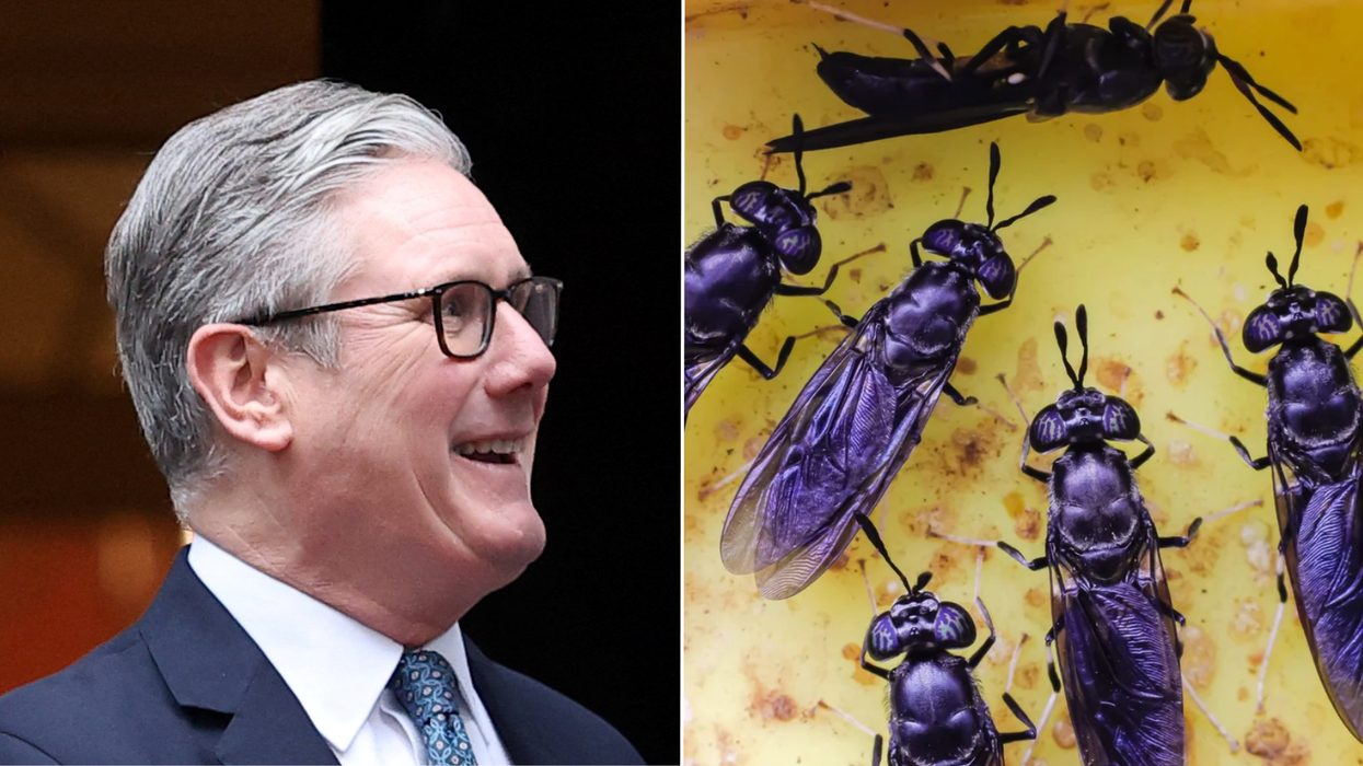 Millions of pounds of British taxpayer cash splurged to fund African insect farm