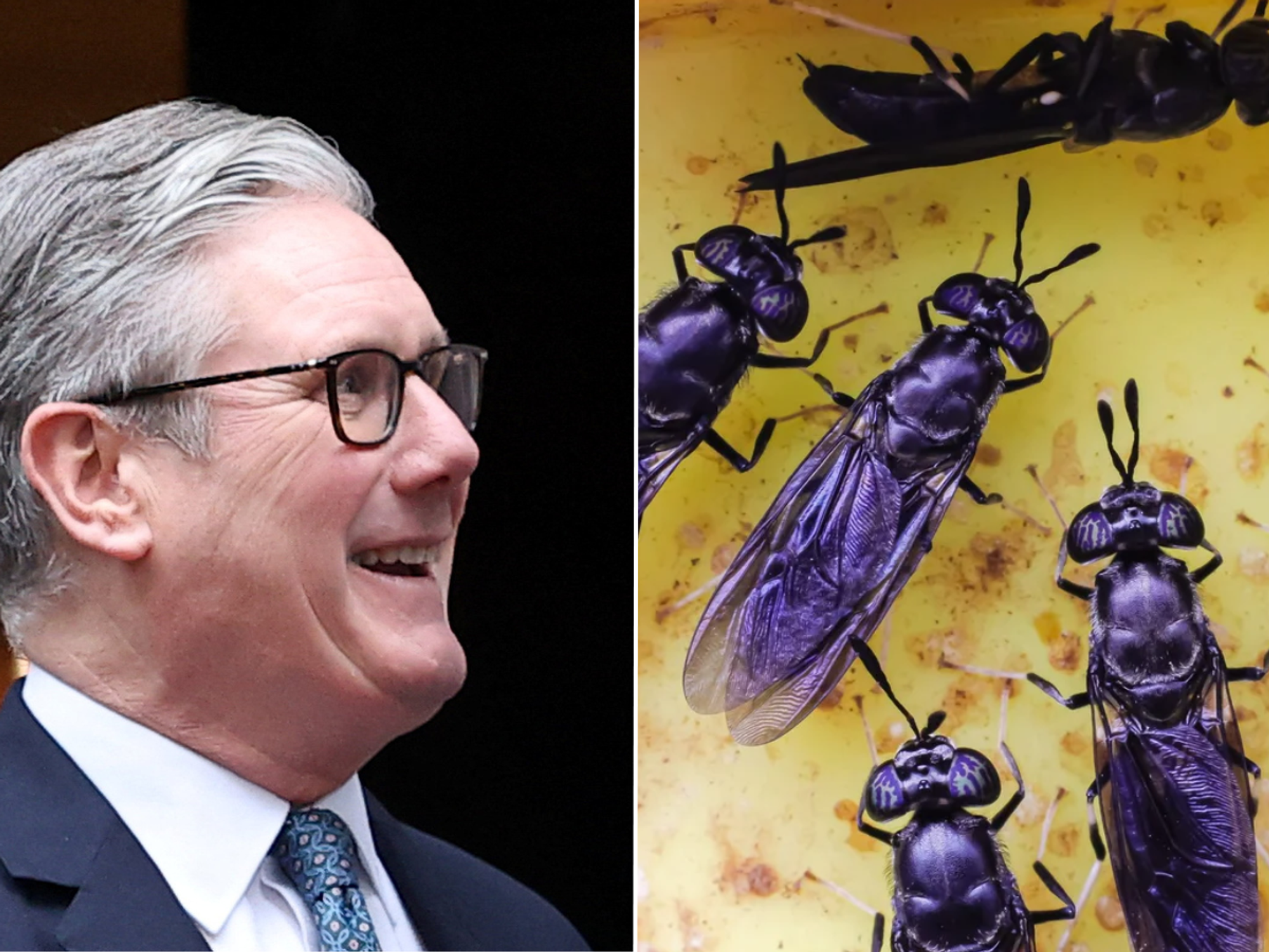 Millions of pounds of British taxpayer cash splurged to fund African insect farm