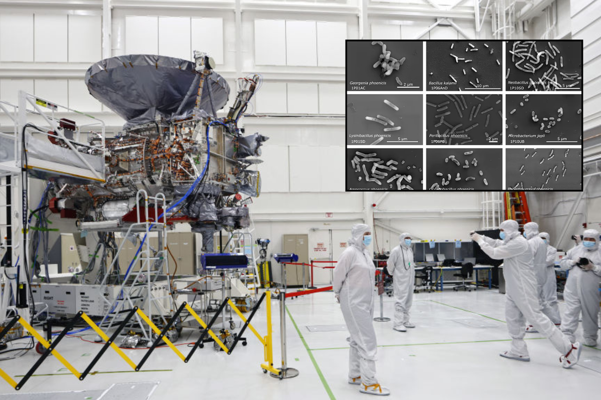 'Stop and re-check everything!' Nasa scientists discover 26 unknown bacterial species in ultra-sanitised cleanrooms
