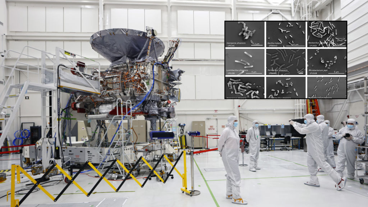 'Stop and re-check everything!' Nasa scientists discover 26 unknown bacterial species in ultra-sanitised cleanrooms