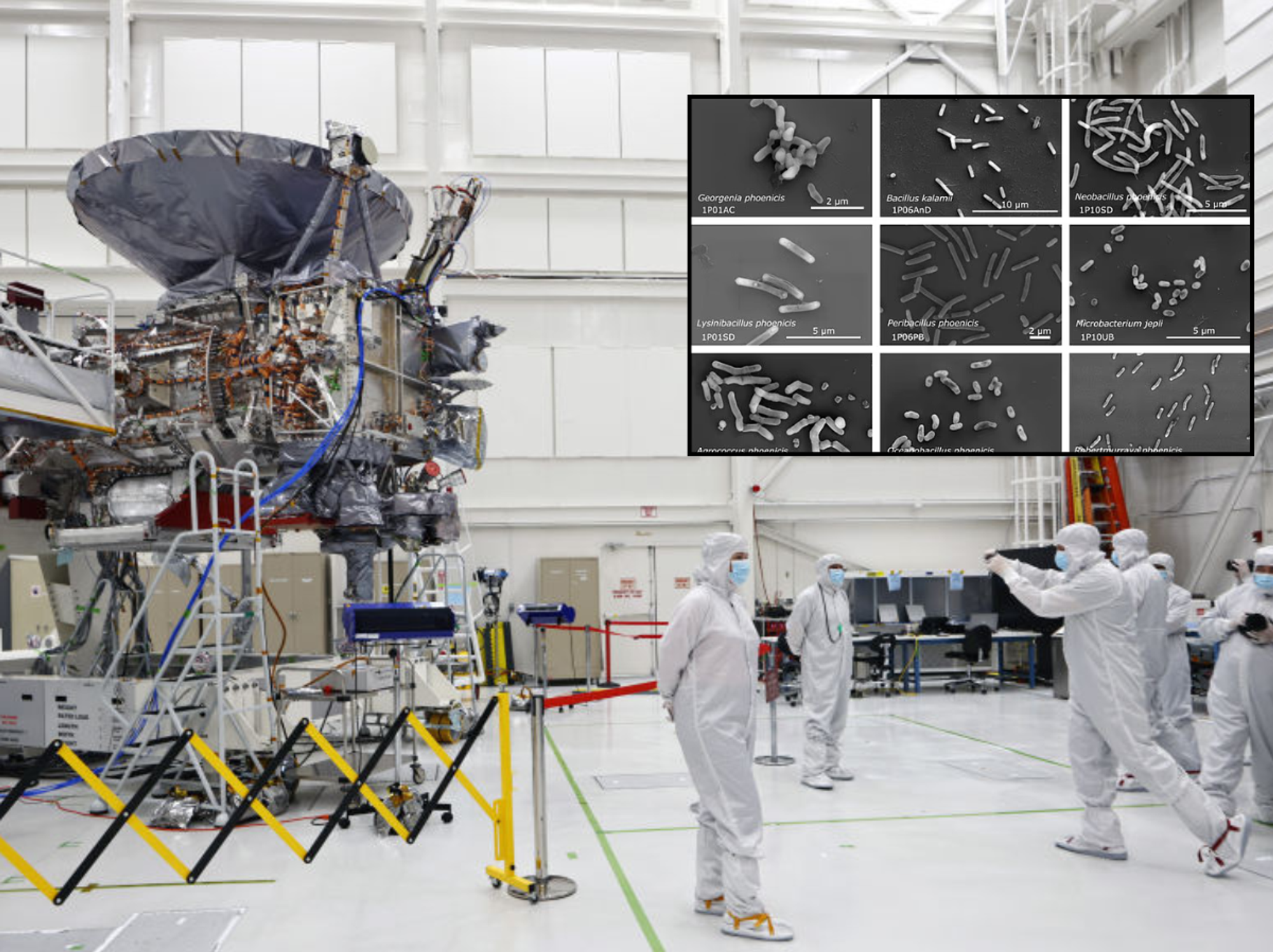 'Stop and re-check everything!' Nasa scientists discover 26 unknown bacterial species in ultra-sa...