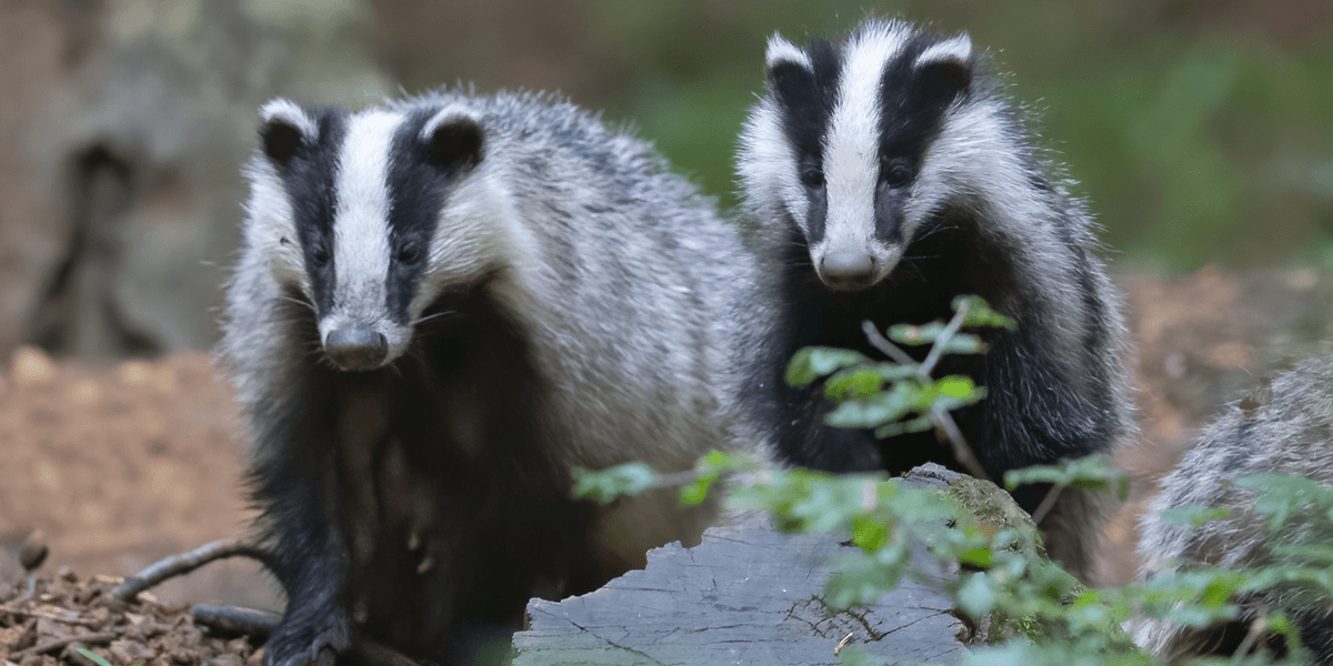 Drivers forced onto 36-mile detour as mating badgers bring roadworks to standstill Drivers forced onto 36-mile detour as mating badgers bring roadworks to standstill