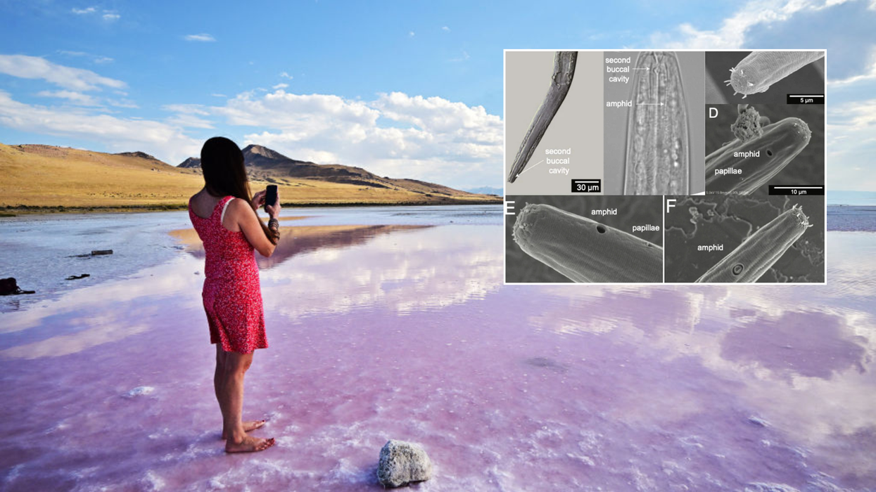 Scientists have found this never-before-seen animal living in the United States in major discovery