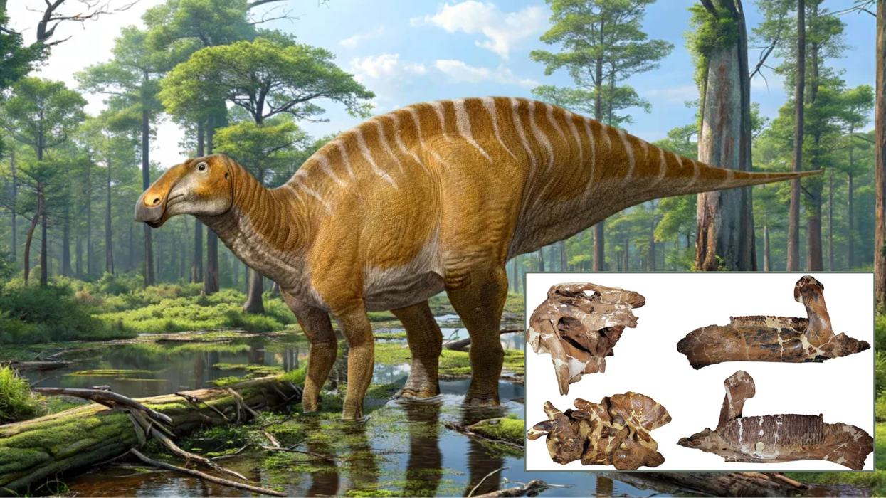 Scientists discover new massive dinosaur dubbed 'cow of the Creaceous' that roamed 75m years ago