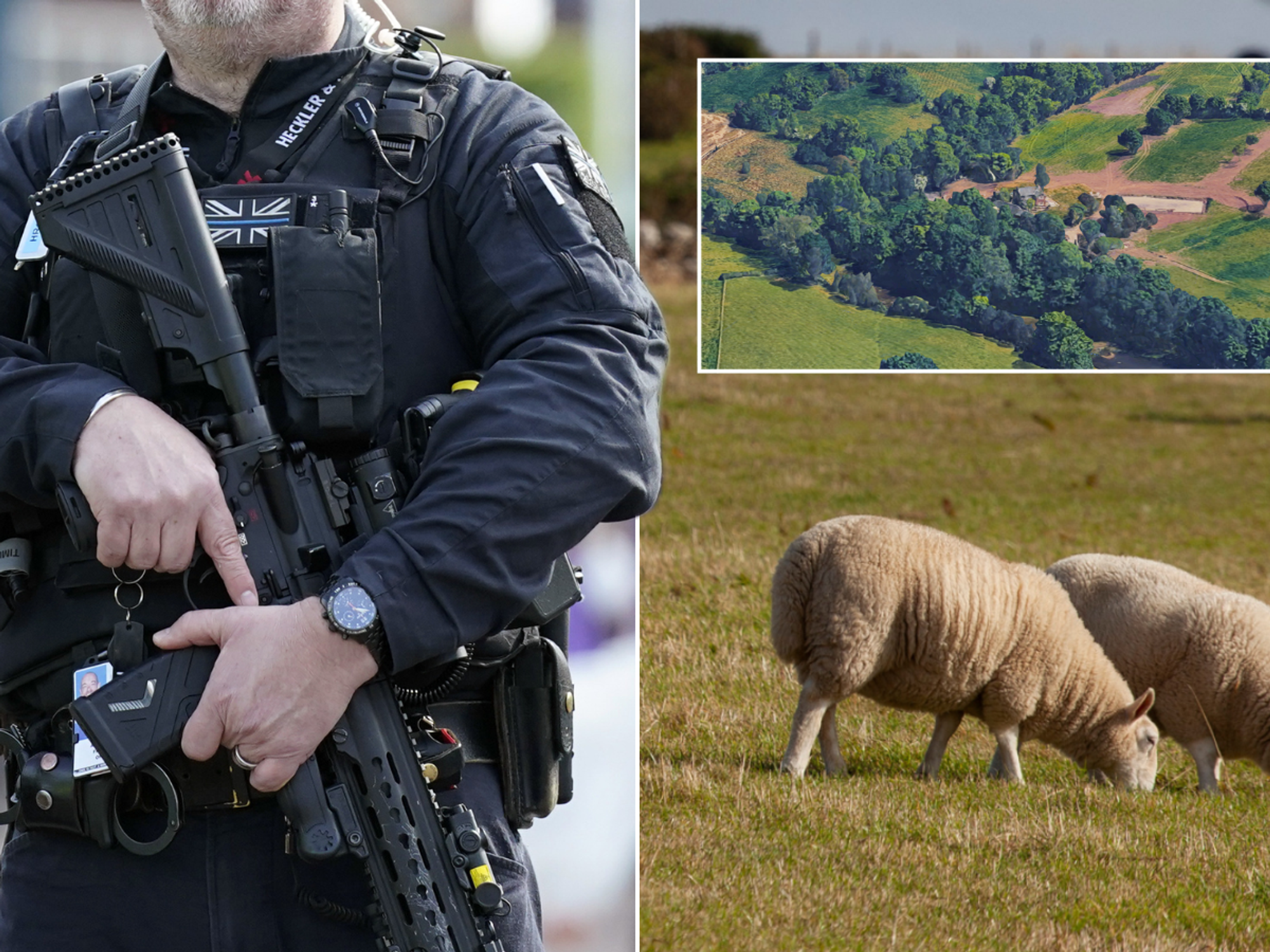 Armed police swarm Cheshire farm after 'mass murderer' dog kills 23 sheep