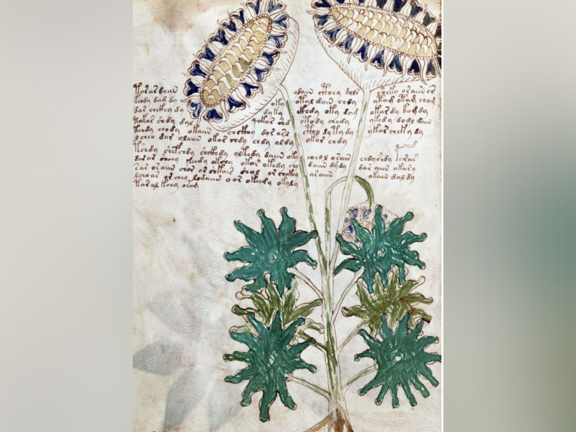 World's ‘most mysterious manuscript’ could be ancient encrypted message, study finds