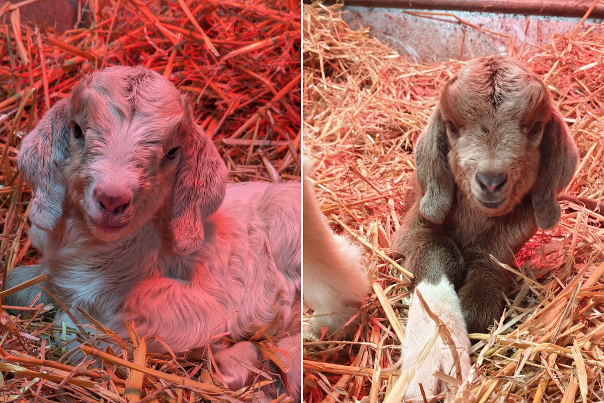 Quick thinking local comes to the rescue of pair of baby goats dumped in a litter bin