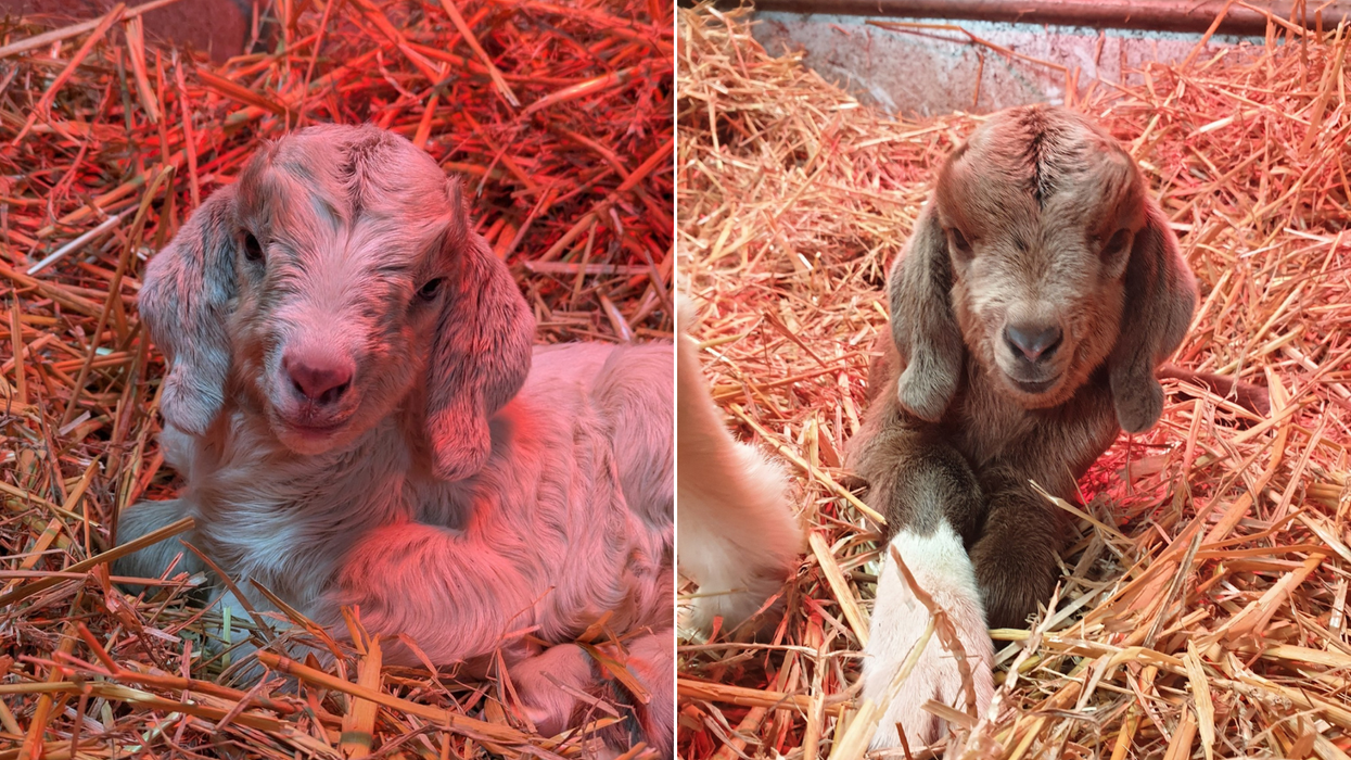 Pair of baby goats rescued in Kent after being dumped in a litter bin