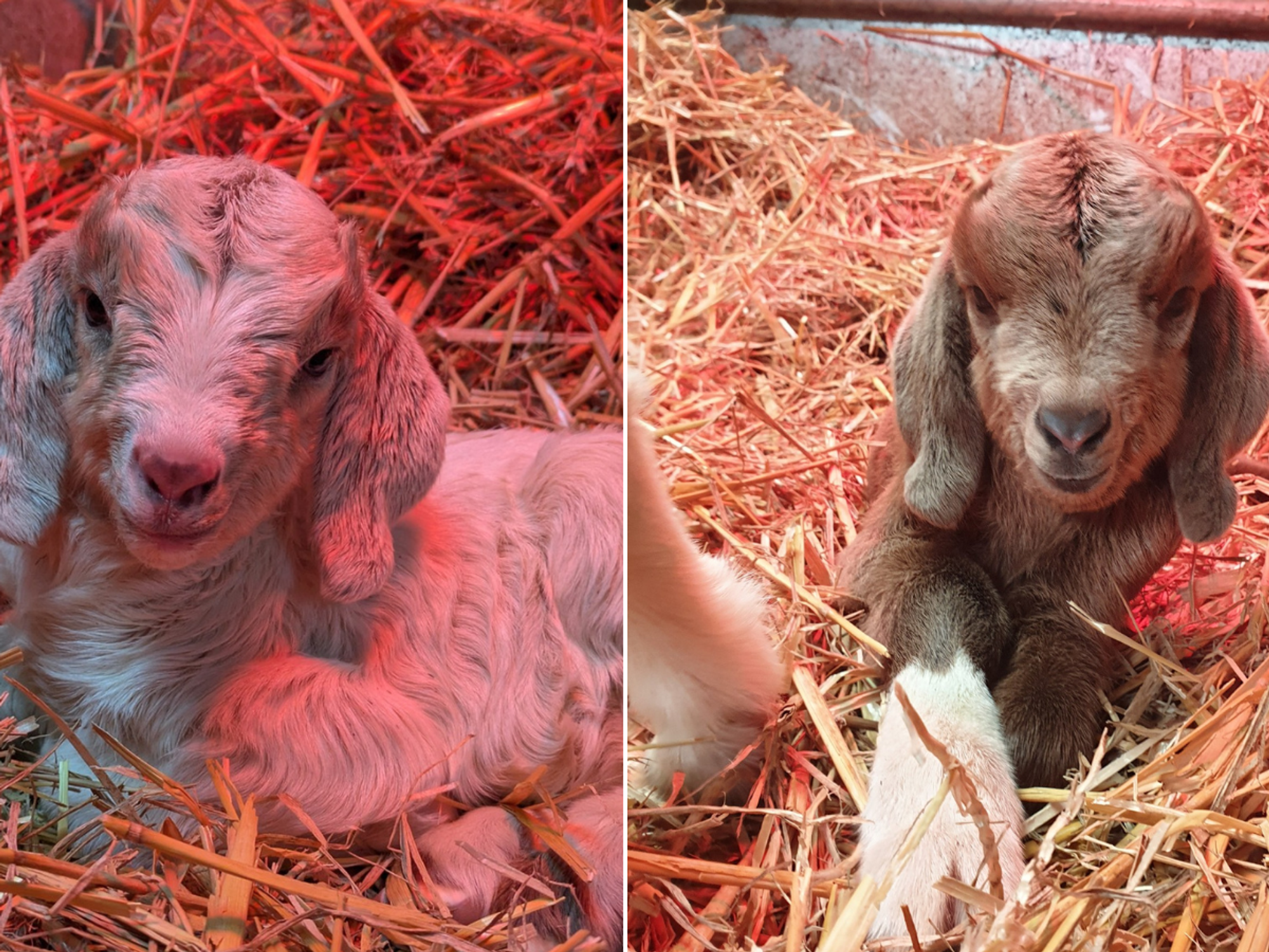 Pair of baby goats rescued in Kent after being dumped in a litter bin