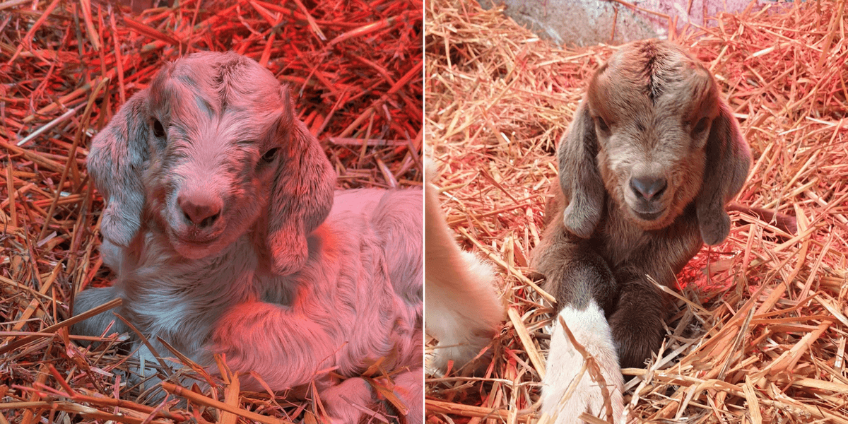 Pair of baby goats rescued in Kent after being dumped in a litter bin Pair of baby goats rescued in Kent after being dumped in a litter bin