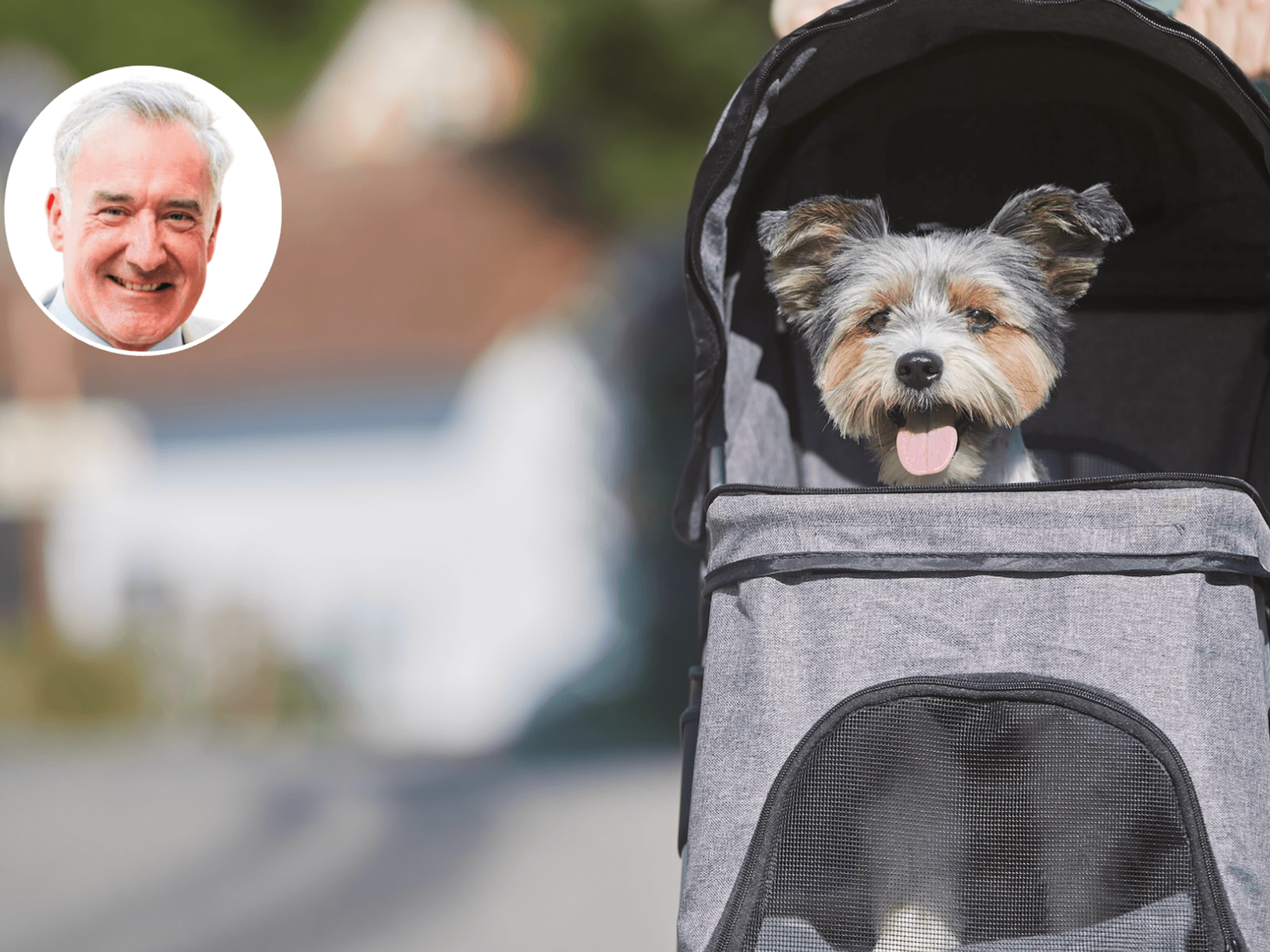 Only our enemies win when we think a dog is a substitute for a child - Colin Brazier