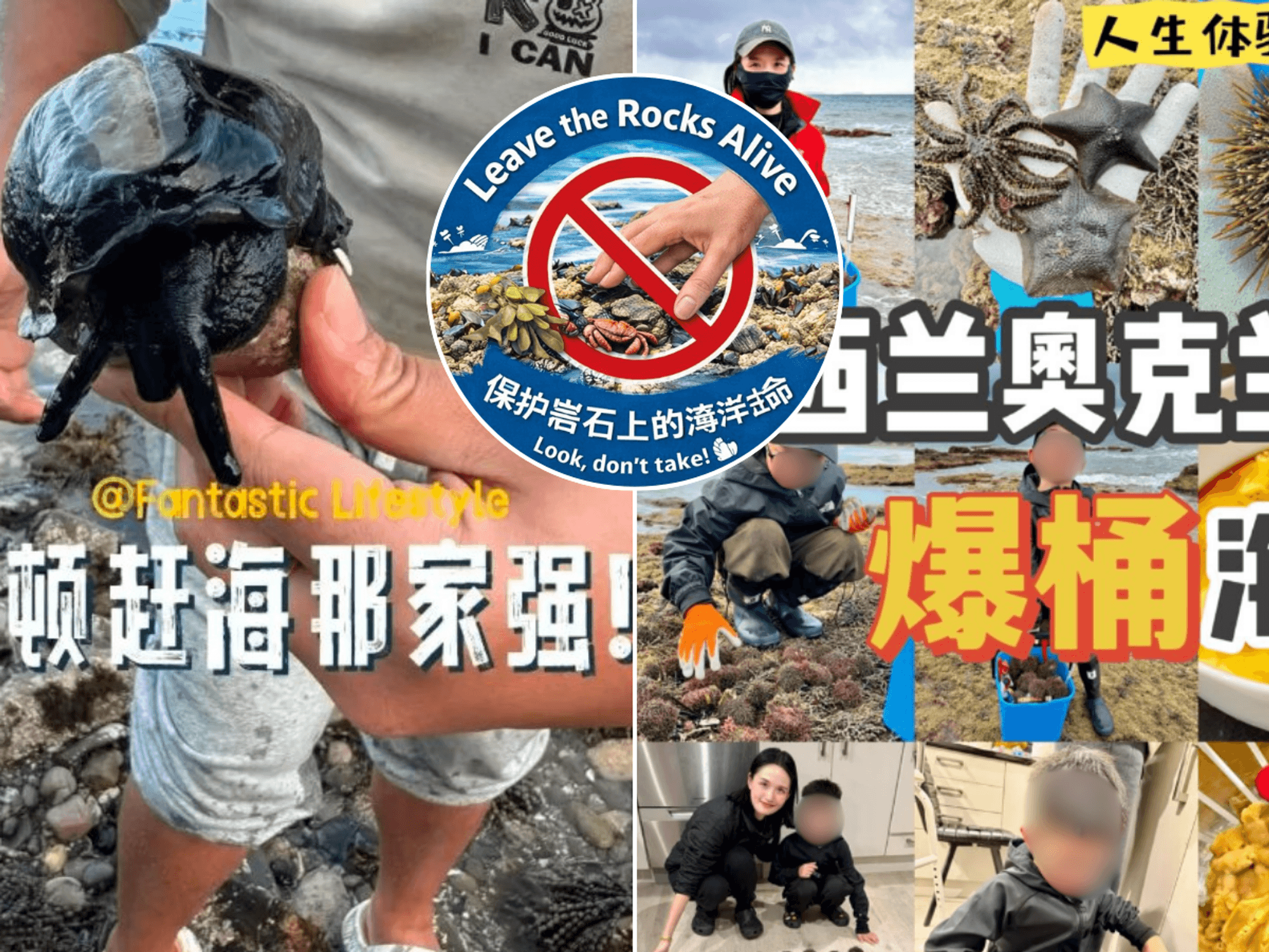 NZ seaside town launches fierce protest at 'Chinese bucket people' stripping beaches BARE of wildlife