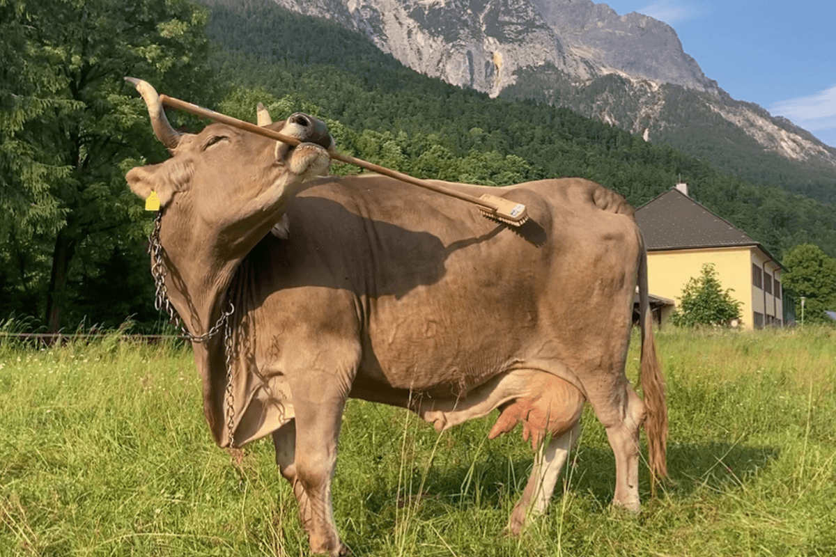 Austrian cow makes history as tool use recorded for first time ever